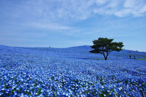 redlipstickresurrected: In Hitachinaka, Ibaraki, Japan, less than two hours from Tokyo is Hitachi Seaside Park which during Spring have 4.5 million baby-blue flowers, called Nemophilas (Rurikarakusa in Japanese) that bloom all over the park. 1: JTB Photo