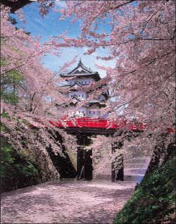 lifeisverybeautiful: Cherry Blossom, Hirosaki