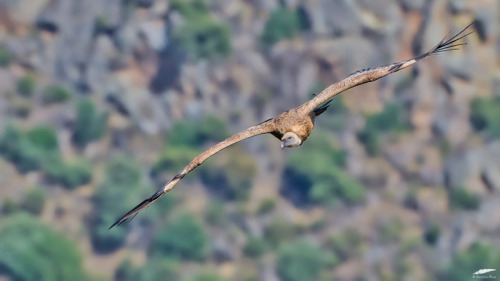 Griffon Vulture - Grifo (Gyps fulvus)Freixo de Espada à Cinta/Portugal (17/05/2022)[Nikon D50