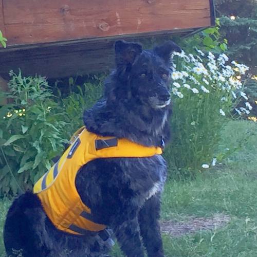 Dog suited up and ready to board #paddleboard #dogs #dog #pets #pet #superdog #dogstagram #lovedogs 