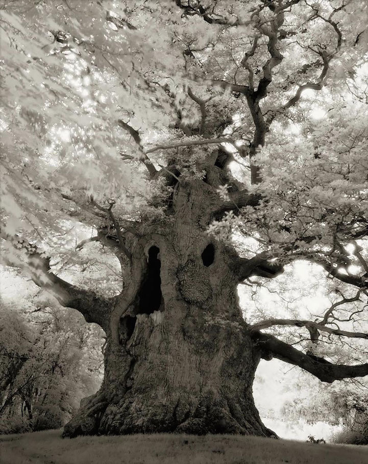 asylum-art-2:  Beth Moon  American  photographer Beth Moon has spent the past 14