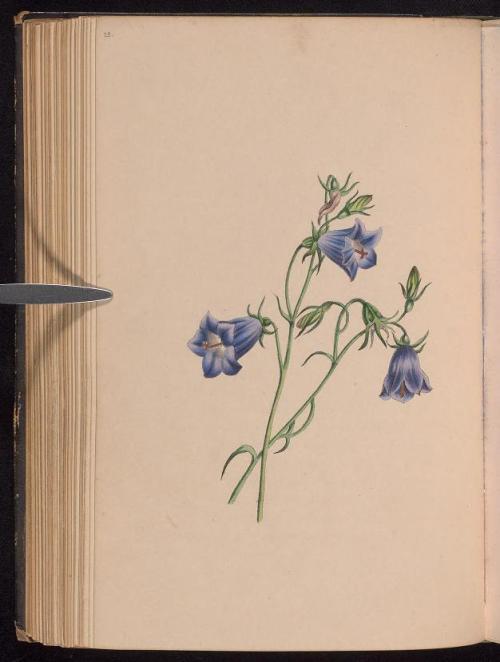 heaveninawildflower:  Harebell and Everlasting.