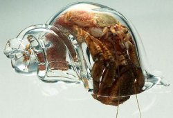 snugglyaggron: sixpenceee: Artist Robert DuGrenier has been making glass hermit crab shells and “crabitats” (large hand blown tanks) for hermit crabs to live in and for more than 15 years. I can’t tell you exactly what I was expecting the rest