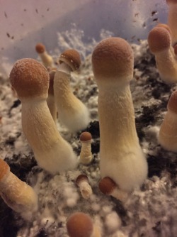 filthy-hippie-vibes:  My babes are growing up!!