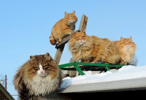 Siberian Cats are amazing and smashing! Unusual colony of ginger cats in little Russian village — re