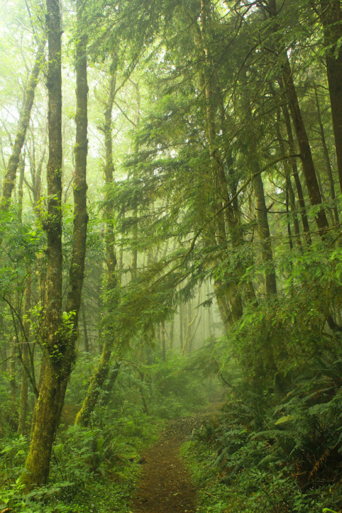 Enchanted Forest by ScenicScapes