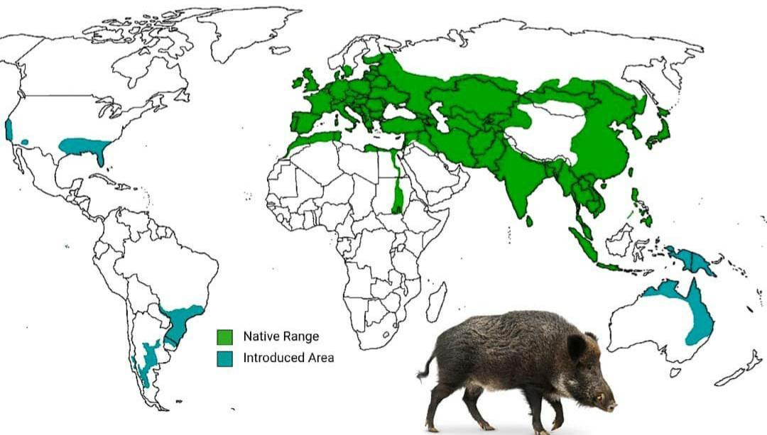Modern range of wild boar. Maps on the Web