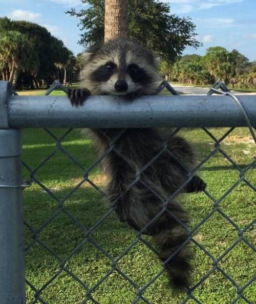 lord-raccoon:howdy neighbor