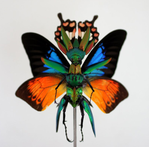 asylum-art:  Cedric Laquieze: Fairies Sculptures  “A new army of fairies for 2014”   Amsterdam-based sculptor Cedric Laquieze decorates real cat and dog skeletons with colorful fake flowers to create some of the insect sculptures you’ve