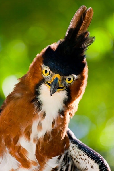 WHAT did you just say to me?! (Ornate Hawk Eagle)