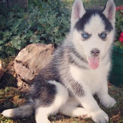 kevf29xx:  Algún día tendré uno así — #Husky #Dog #puppy 