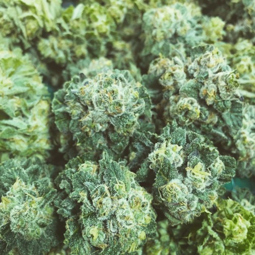 thatsgoodweed:Having a Blue Dream