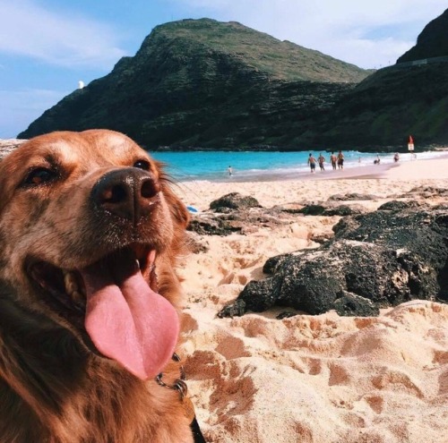 surfizticated:  follow me ig @bren.zone