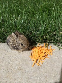 cute-overload:  This little guy has been hanging out around my workhttp://cute-overload.tumblr.com