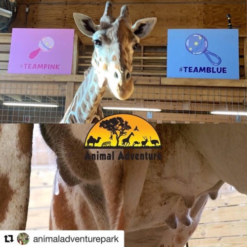 #TeamPink  #Repost @animaladventurepark ・・・ Giraffe Watch 2019 March 7th EVENING Update: &ldquo;