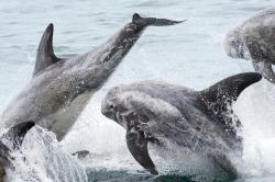 montereybayaquarium:  Have you seen them? Pods