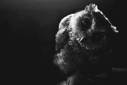 raised-from-the-grave:   The cutest owl I’ve ever seen in my entire life… *—-*  Source: xx || Edited by: me  