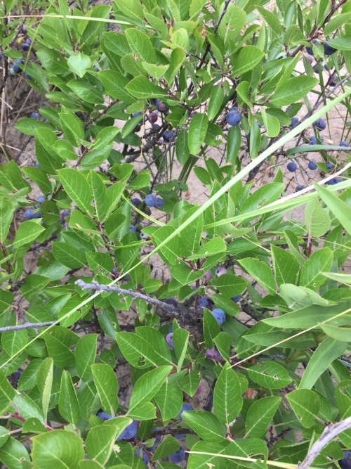 biodiverseed:Beach Plums (Prunus maritima)Submitted by d-tricky I’ve been meaning to submit these ph