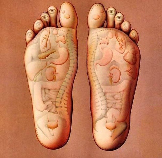 wasbella102:  The organs of your body have their sensory touches at the bottom of