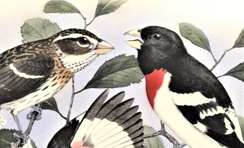 A Grosbeak FeathursdayWe continue our tour of the Cardinalidae we began last week with the Gros