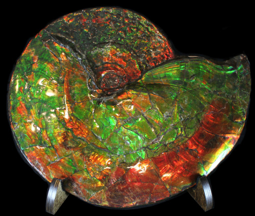 Ammolite (Late Cretaceous, 70 million years) - Bearpaw Formation, Alberta, Canada