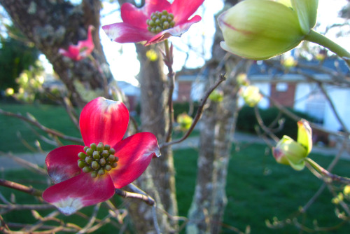 April 2016 - Unusual dogwood and Mars Hill collegeThis Cornus tree caught my eye. It had both these 