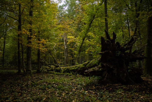 Puszcza Bialowieska by zuzanka82 on Flickr.