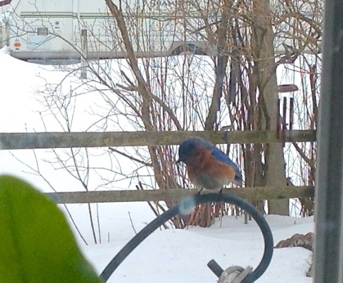 The bluebird of happiness dropped by for a nip at the suet.