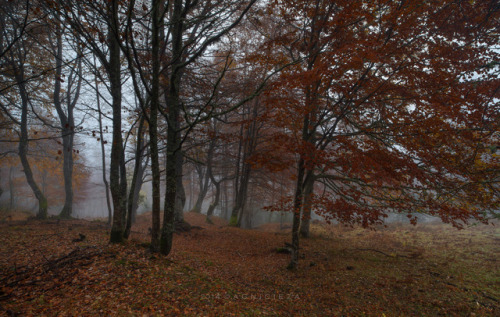 Otoño en Peloño by Alfredo G Nicieza