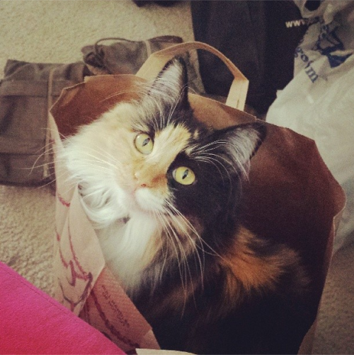 fuckyeahfelines:My well behaved, sweet long haired calico Dora had to go in for surgery last week. I