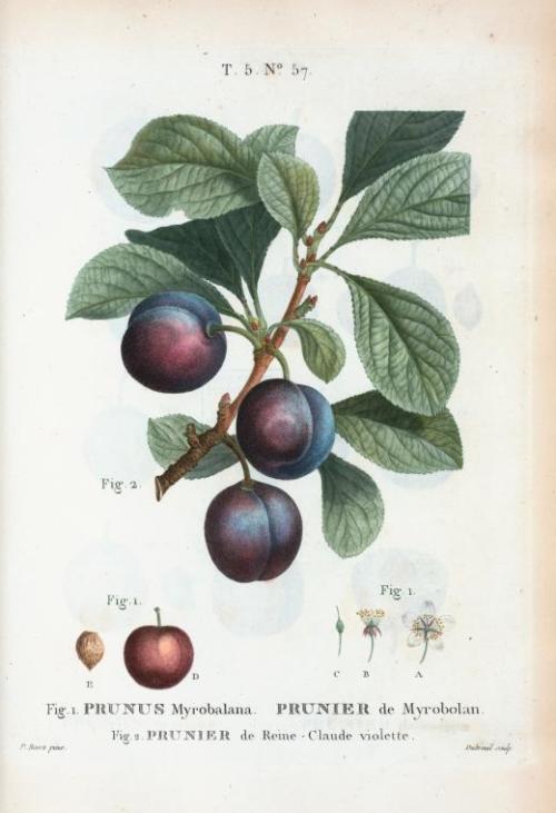 Pierre Joseph Redouté, types of plums, Prunus domestica and Myrobalana, 1801-19. From: Traité des ar