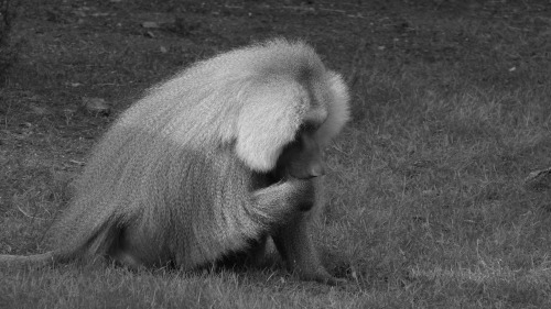 Baboon Series 3Riverbanks Zoo - Columbia, SC
