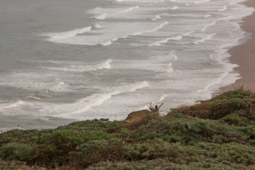 Creatures of Point Reyes Point Reyes is a beautiful place to visit. We camped out in Mount Tamalpais