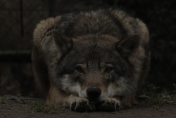 wolveswolves:  European wolf (Canis lupus lupus) at Blijdorp Zoo Rotterdam by wolveswolves