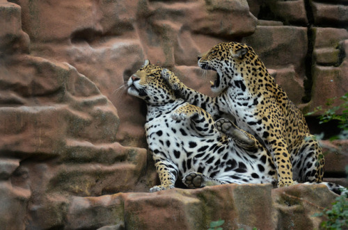 jaguarappreciationblog: Jaguars by Mats Ellting on Flickr.