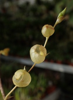 orchid-a-day: Stelis glomerosa October 8,