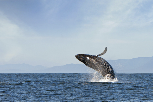 moonelk:Jumping Humpback Whale (Vancouver Island, Canada) by Stefan Cruysberghs.