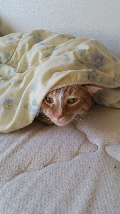 theneverlandbear:Monster lost at our game of hide and seek this morning. But he looked cute and cozy