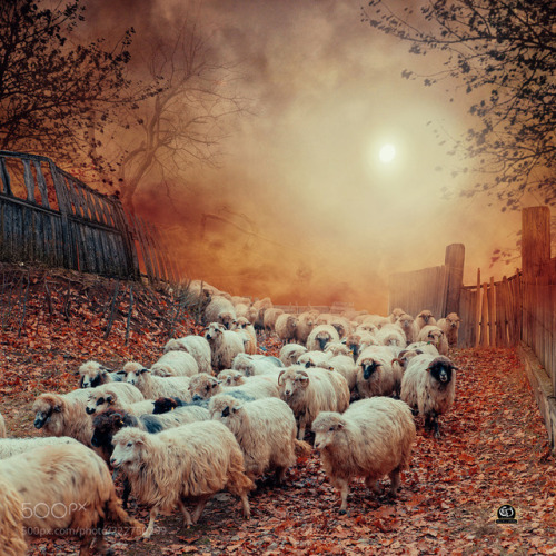 The invisible sheep by carasionut