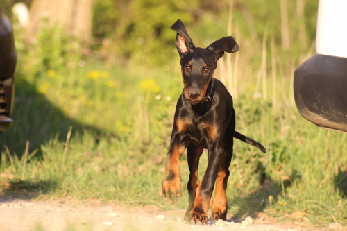 Kalle 15 weeks old und seine kleine Rottweilerfreundin Erna (Leotie vom Wildwechsel)