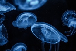 drxgonfly:Blue Jelly Fish (by Gianni Triggiani)