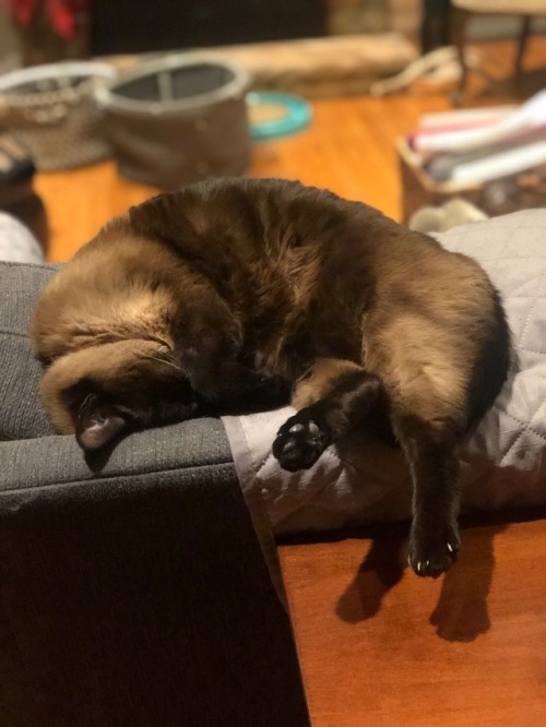 My sleepy friend, Ditto! (submitted by @butchbess)