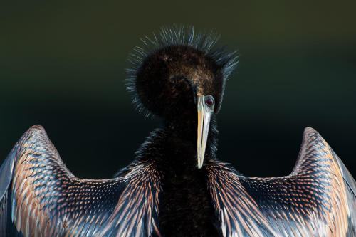  Anhinga by Ralph Gaines