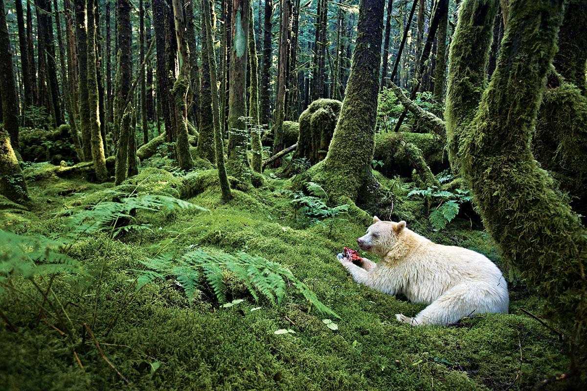 vmagazine:  The Kermode Bear also known as a “Spirit Bear” (particularly to the