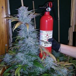 Dank-Purps:  Fire Extinguisher For Reference 😂🔥⛽️ Massive White Widow Cola