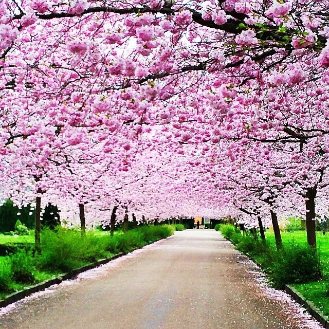 zekkei-beautiful-scenery:  Cherry blossoms in Japan  Sakura is a part of Japanese