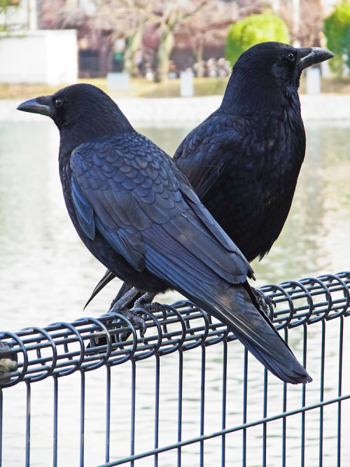 kinkurohajiro:30 dec. 2014(火) Carrion Crow couple at the dam @ Ebisu-gawa dam, Kyoto.