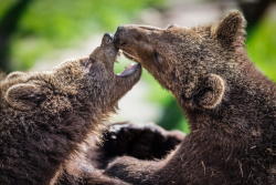 magicalnaturetour:  (via 500px / Two friends by Markus van Hauten)