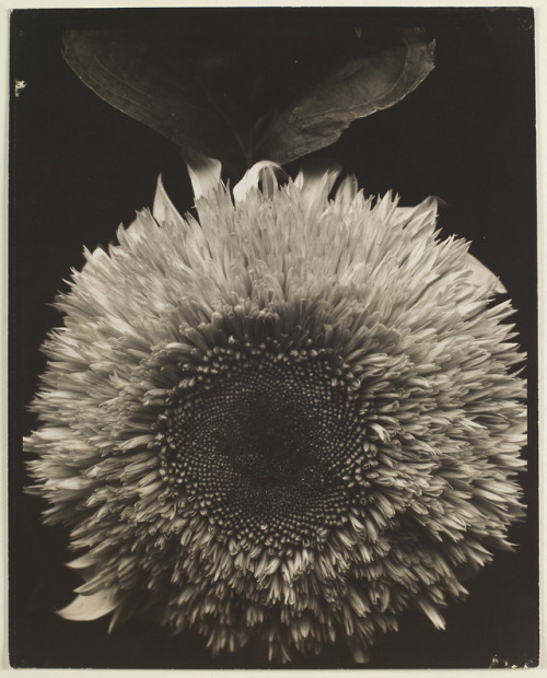 yama-bato: Edward Steichenwww.slam.org/collection/objects/11981/