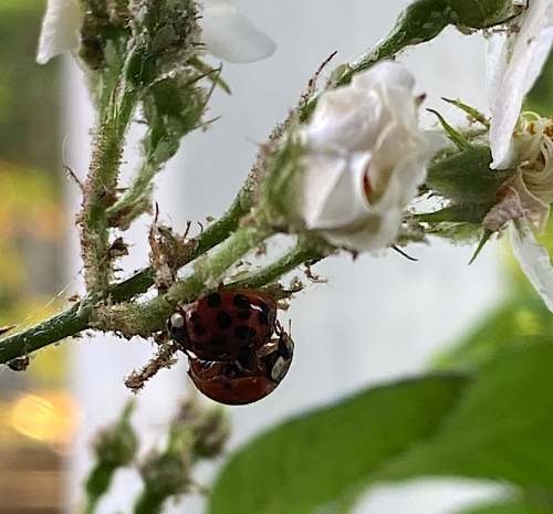 Little outing today to Garden in the Woods. Lots of pretty flowers. (And turtles and frogs that did 